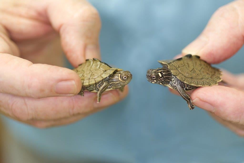 Two map turtles face to face in the tender clasp of the herpetologist who hatched them in his ULM incubators, Professor John Carr. The Mississippi Map turtle on the left with crescent behind the eye and Ouachita Map turtle on the right with an oblique marking. C.Paxton photo. Professional class.