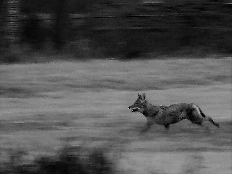 Industry. Panned shot of a young coyote running.
(01/24/22 East Baton Rouge Parish)
diligence in an employment or pursuit
steady or habitual effort.
Amateur