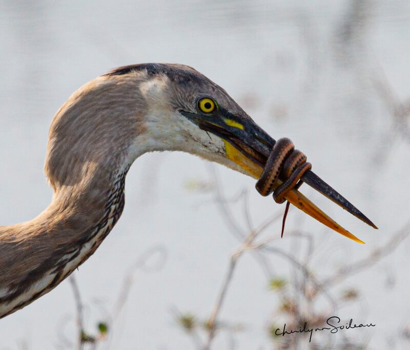 "Great Blue Heron trying to eat a snake. Snake isn't having any of it" by Cheri Soileau  Photographed at Lacassine Pool NWR, Cheri Soileau (Amateur), Acadiana Master Naturalists