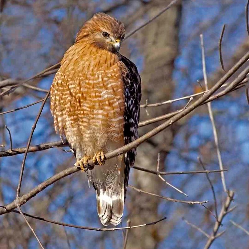 For 2022 Photo Contest Wildlife, Bette J. Kauffman, professional, Red-Shouldered Hawk (Buteo lineatus).