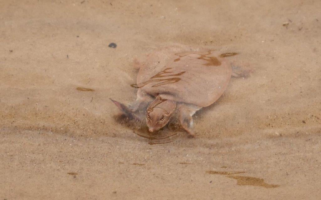 A Smooth Softshell turtle (Apalone mutica) surging ashore after its release into the Ouachita River, by volunteers with Professor John Carr of ULM. C.Paxton, Professional.
