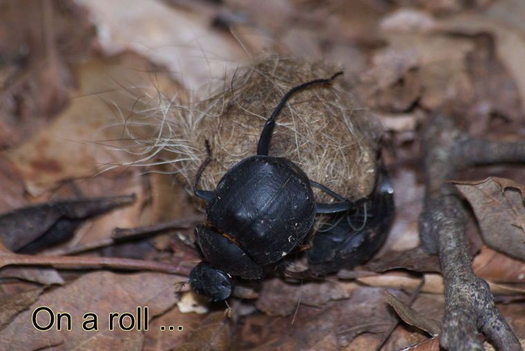 Humpbacked Dung Beetles rolling their dung ball